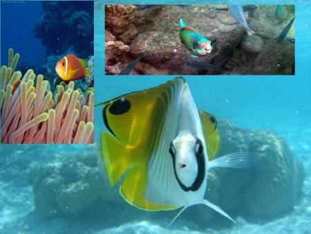 Nemo et ses amis